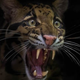 Illustration for article titled How evolution could bring back the sabercat